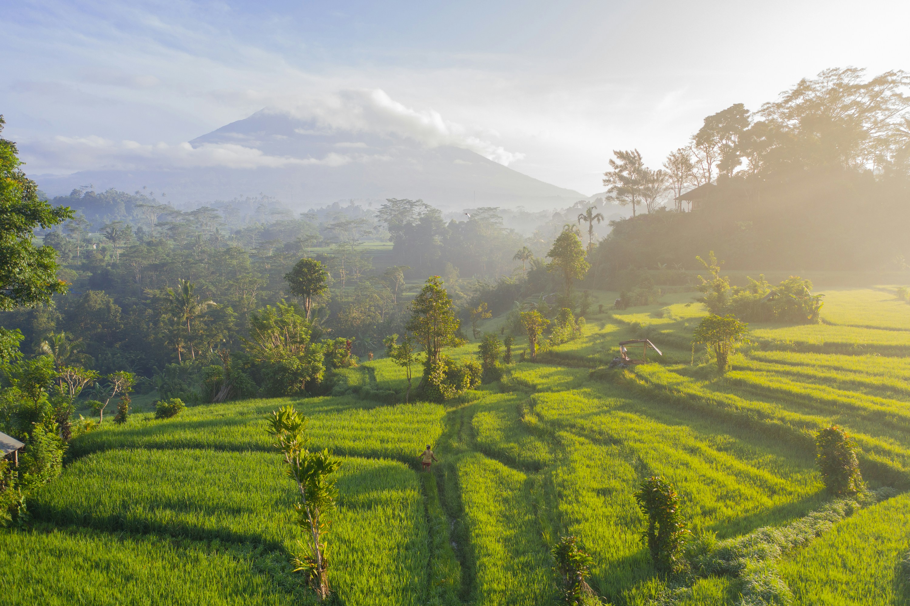 Beautiful rice terraces in Indonesia